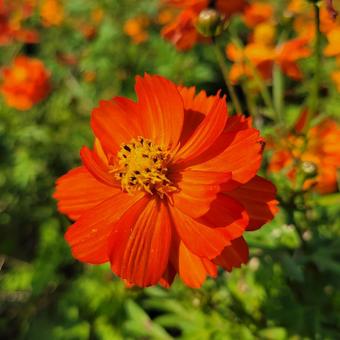 コスモス・オレンジ コスモス・オレンジの写真
