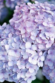 Hydrangea, JPG