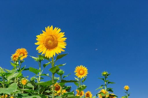 葛西臨海公園のひまわり畑2025夏4 ひまわり,夏,空の写真素材