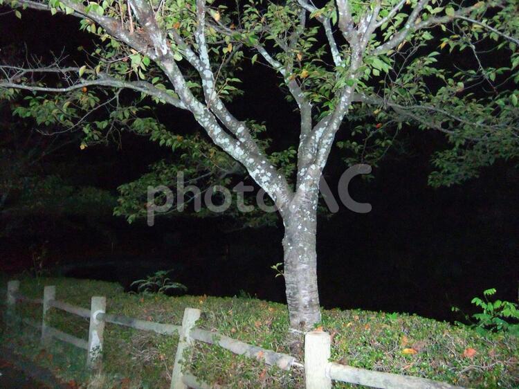 暗闇の中の一本木 暗闇,一本木,夜の写真素材