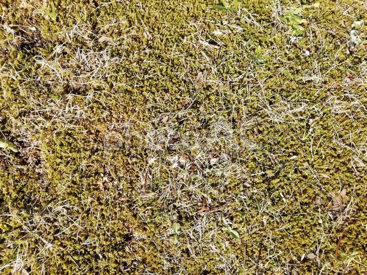 草の生えた地面 草,バックグランド,パターンの写真素材