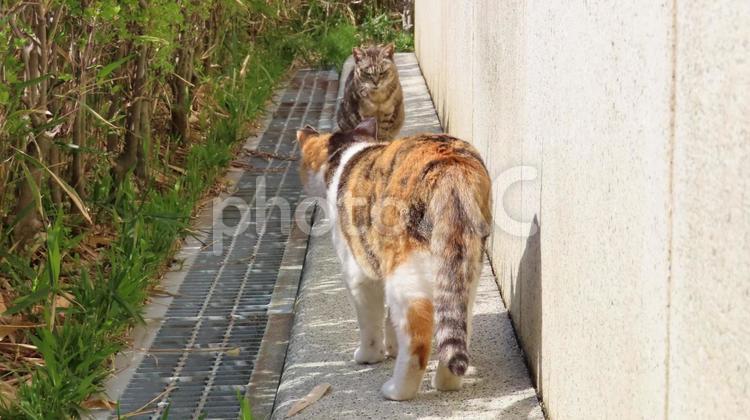 パトロールコースが交錯して固まる猫様たち 三毛猫,猫,キジトラの写真素材
