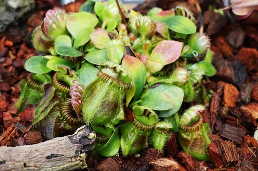 Photo, carnivorous plant, fukuro yukinoshita, cephalotus, 
