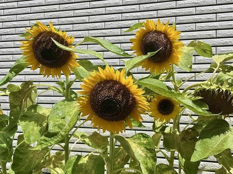 向日葵 三つ並んで 向日葵 三つ並んで 向日葵,ひまわり,ヒマワリの写真素材