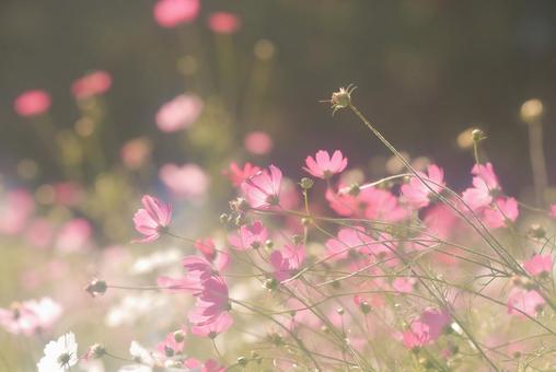 Cosmos①, JPG