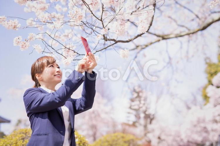 桜と会社員 桜,カメラ,お花見の写真素材
