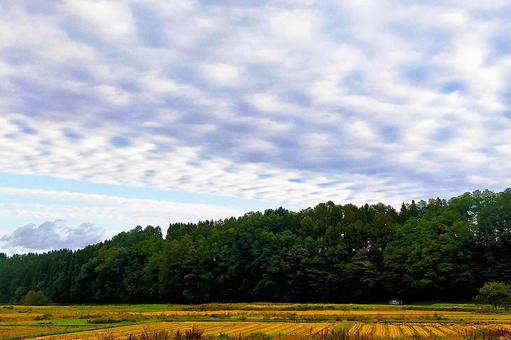 2025年10月の空3 イワシ雲,サバ雲,ウロコ雲の写真素材