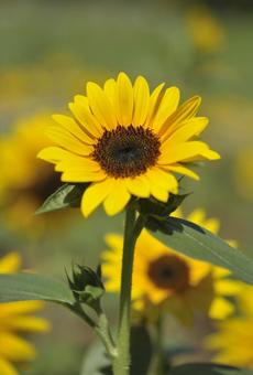 Photo, sunflower, summer, a round, 