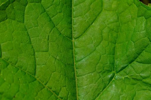光を浴びてくっきりを浮かび上がる葉脈の写真