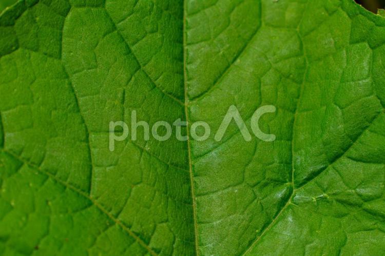 光を浴びてくっきりを浮かび上がる葉脈 葉,植物,自然の写真素材