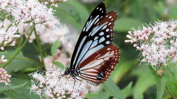 フジバカマに飛来 蜜を吸うアサギマダラ フジバカマに飛来 蜜を吸うアサギマダラ アサギマダラ,秋,タテハチョウ科の写真素材