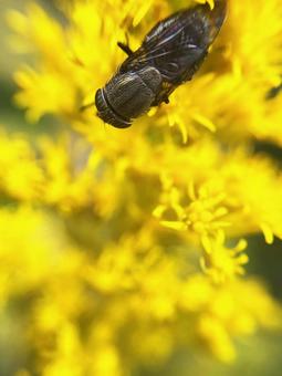 ハエと黄色の花 ハエと黄色の花の写真