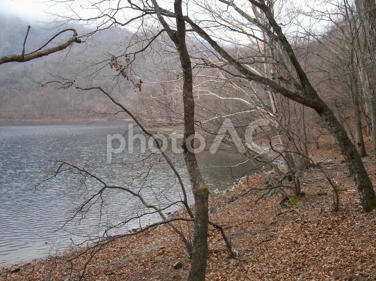 枯葉積もる晩秋の中禅寺湖畔・１２月 枯葉,晩秋,幻想的の写真素材