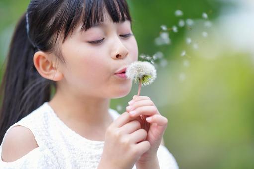 タンポポの綿毛を吹く女の子 子ども,女の子,小学生の写真素材