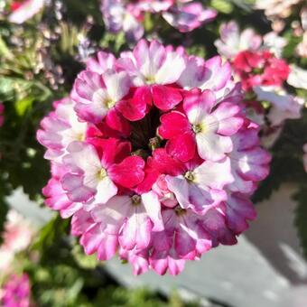 ピンクの花  花,綺麗,可愛いの写真素材