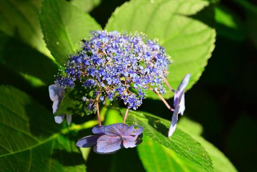 ガクアジサイ ガクアジサイの写真