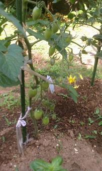菜園櫻桃西紅柿 菜園櫻桃西紅柿