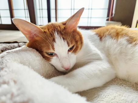 Brown tabby cat taking a nap, JPG