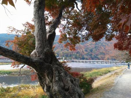 渡月橋 渡月橋,嵐山,京都の写真素材