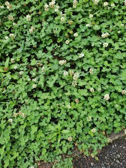 White clover, JPG