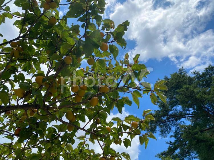青空と梅の実 梅,木,梅の実の写真素材