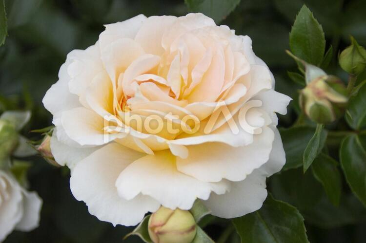 薔薇　ザンガーハウザー　ユピレウムスローゼ 薔薇,ザンガーハウザー,ユピレウムスローゼの写真素材