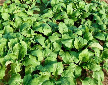 緑に覆われたカブ畑 カブ畑,葉っぱ,緑の写真素材