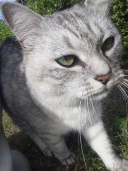 A cat with a dignified face, JPG A cat with a dignified face, JPG