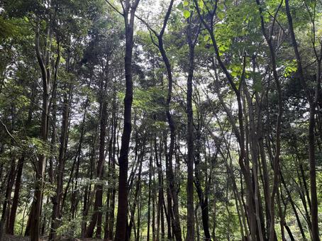 登山中の景色 登山中の景色の写真