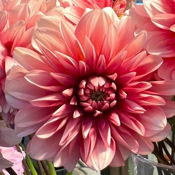 やさしいカラーのダリア やさしいカラーのダリア ダリア,花,アップの写真素材
