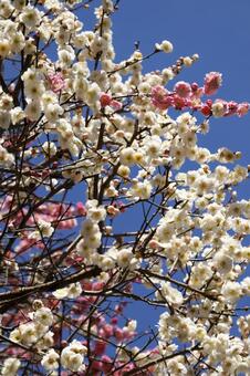 紅白の梅 梅,梅の花,紅梅の写真素材