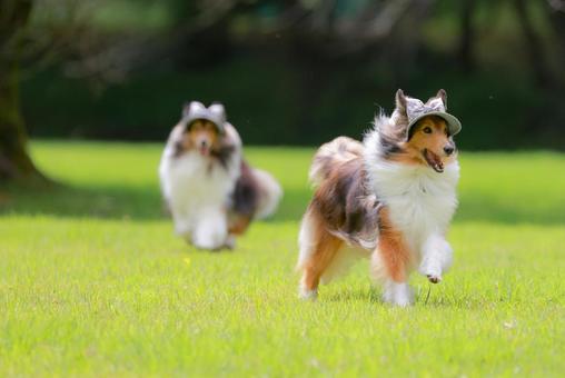 シェルティ 犬,シェルティ,ペットの写真素材