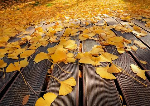 イチョウの葉っぱの絨毯 イチョウの葉っぱの絨毯の写真