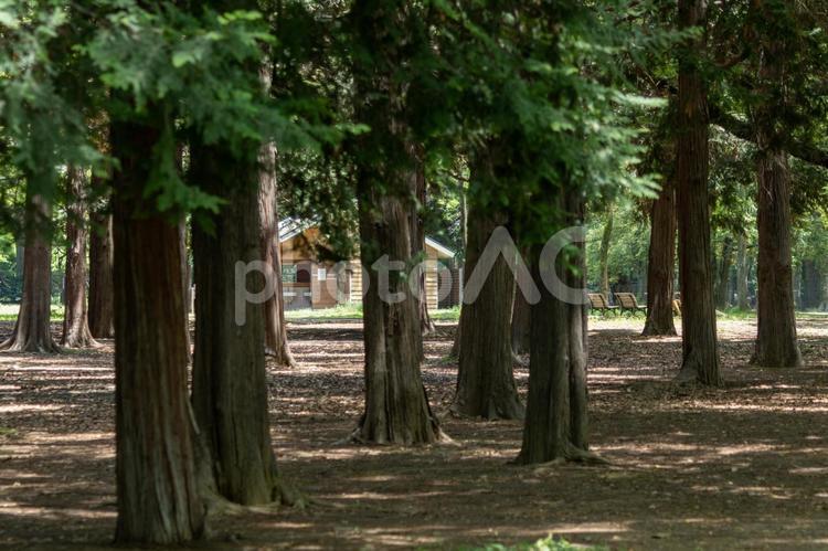 公園の木々と木漏れ日 風景,木々,快晴の写真素材