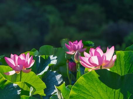 蓮の花、蓮の葉 蓮の花、蓮の葉の写真
