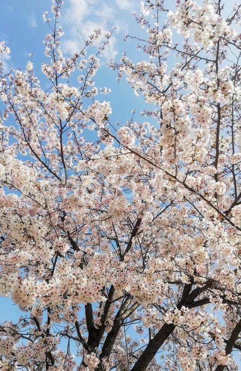 桜の季節（春） 花,桜,春の写真素材