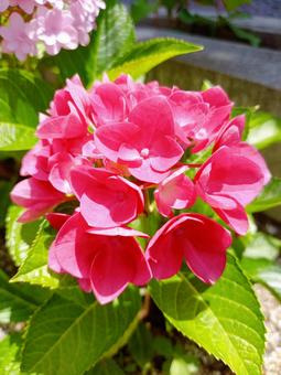 紫陽花 紫陽花の写真