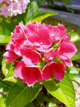 Photo, hydrangea, pink, pink color, 