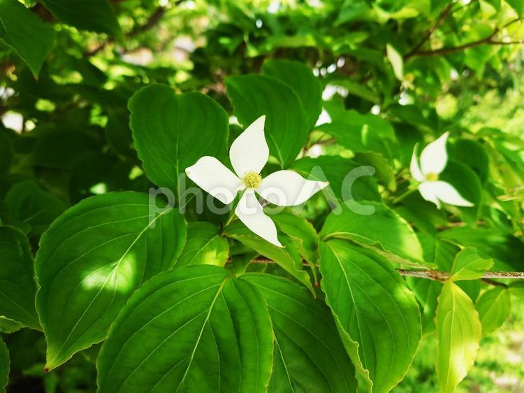 ヤマボウシ／山法師／ヤマグルマ（花） 花,葉,植物の写真素材