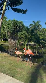 フラミンゴ 夕日,ビーチ,海の写真素材