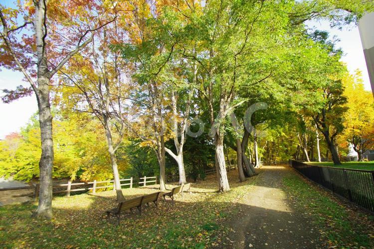 秋の公園の風景 公園,秋,落ち葉の写真素材