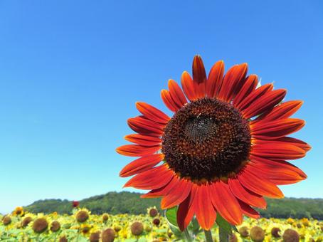 赤色のひまわりの写真