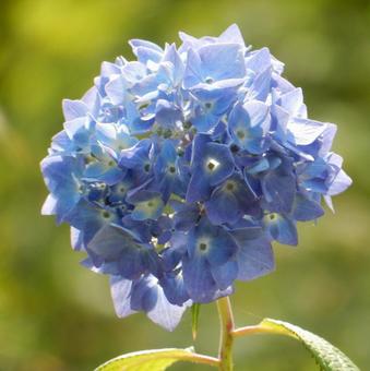 [Flower photo] Hydrangea flower, JPG