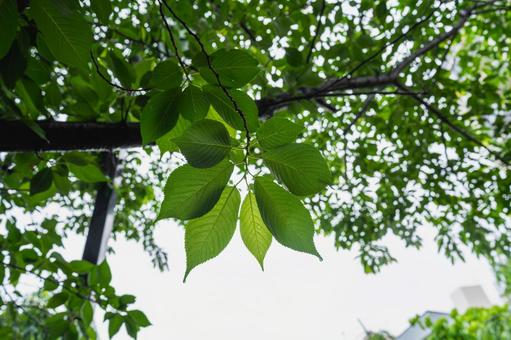 雨に打たれる木の葉 雨に打たれる木の葉 葉,桜,雨の写真素材