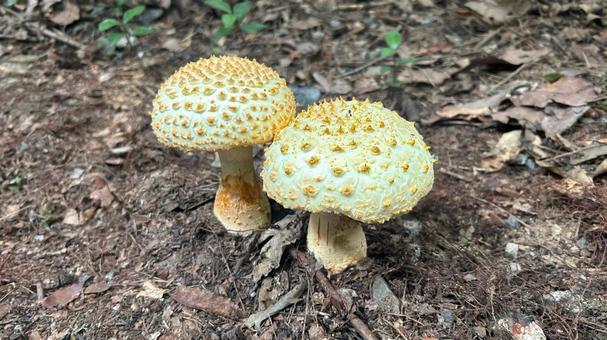 シロオニタケ シロオニタケ キノコ,きのこ,野生の写真素材