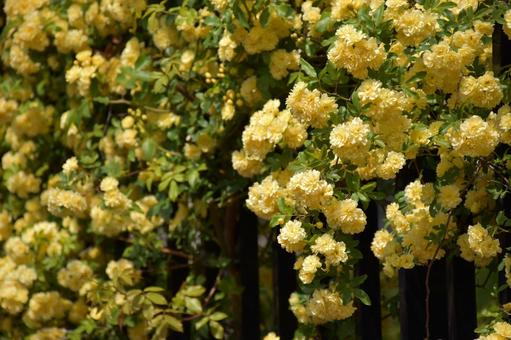 モッコウバラ モッコウバラ モッコウバラ,花素材,花の写真素材