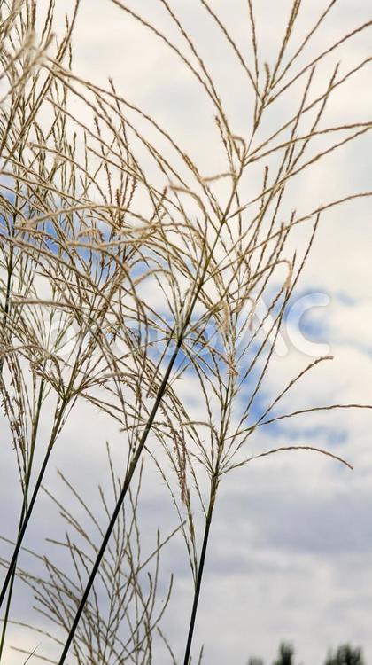 秋空に向かって伸びるススキの穂 ススキ,穂,秋の写真素材