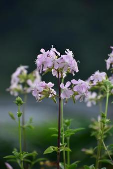 ひっそりと可憐な薄紫の花 シャボンソウ ひっそりと可憐な薄紫の花 シャボンソウの写真
