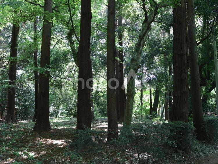 林と木漏れ日 木,自然,木漏れ日の写真素材