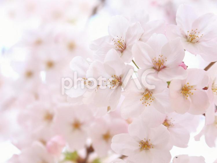 サクラ　桜　満開の花 サクラ,桜,さくらの写真素材